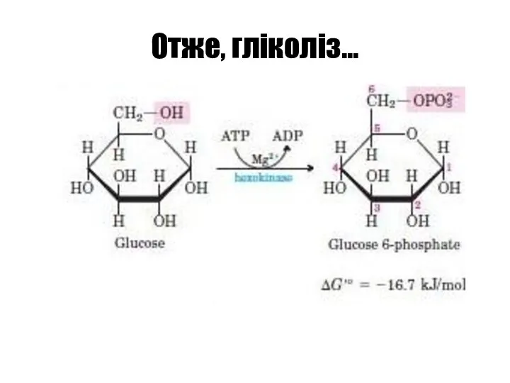 Отже, гліколіз…