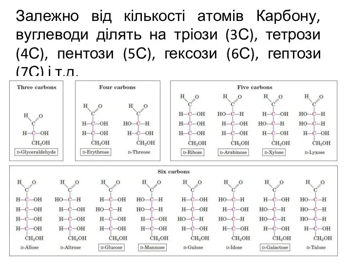 Залежно від кількості атомів Карбону, вуглеводи ділять на тріози (3С), тетрози