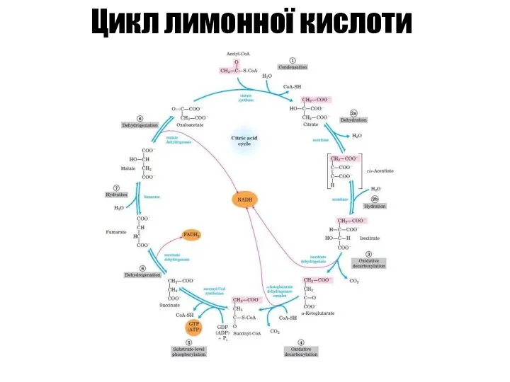 Цикл лимонної кислоти