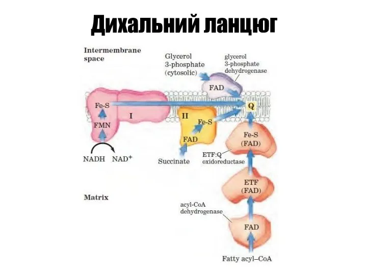 Дихальний ланцюг