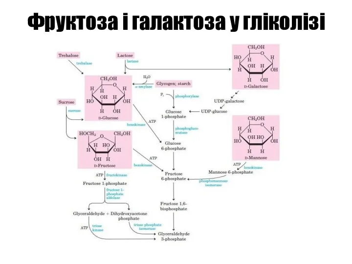 Фруктоза і галактоза у гліколізі