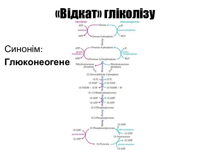 «Відкат» гліколізу Синонім: Глюконеогенез