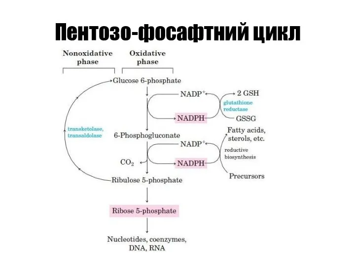 Пентозо-фосафтний цикл