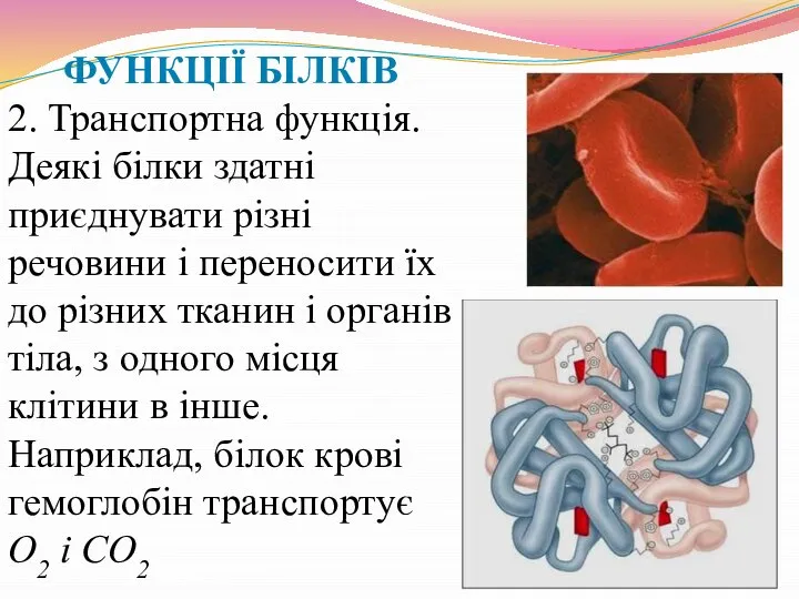 ФУНКЦІЇ БІЛКІВ 2. Транспортна функція. Деякі білки здатні приєднувати різні речовини