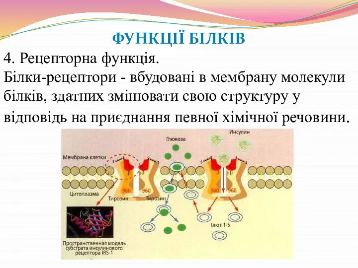 ФУНКЦІЇ БІЛКІВ 4. Рецепторна функція. Білки-рецептори - вбудовані в мембрану молекули