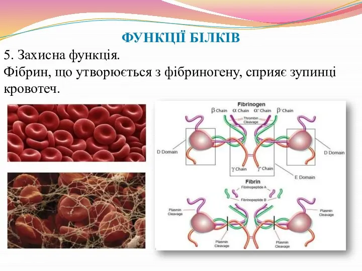 ФУНКЦІЇ БІЛКІВ 5. Захисна функція. Фібрин, що утворюється з фібриногену, сприяє зупинці кровотеч.