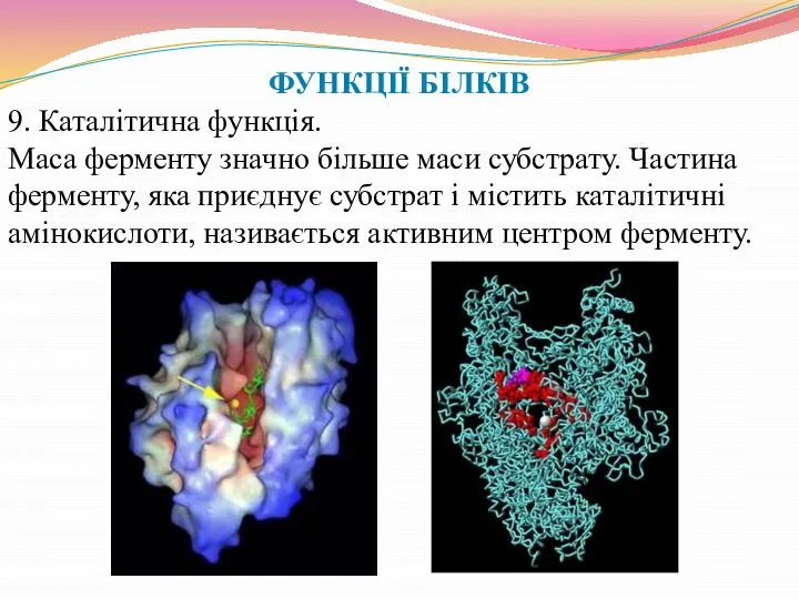 ФУНКЦІЇ БІЛКІВ 9. Каталітична функція. Маса ферменту значно більше маси субстрату.