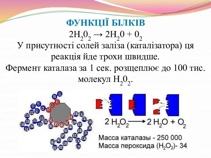 ФУНКЦІЇ БІЛКІВ 2Н202 → 2Н20 + 02 У присутності солей заліза