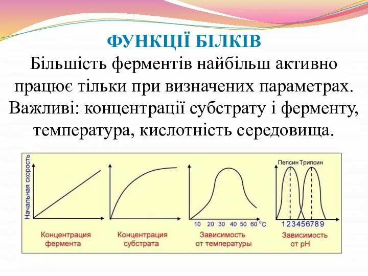 ФУНКЦІЇ БІЛКІВ Більшість ферментів найбільш активно працює тільки при визначених параметрах.