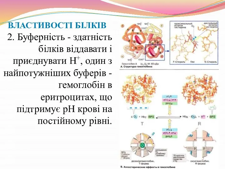 ВЛАСТИВОСТІ БІЛКІВ 2. Буферність - здатність білків віддавати і приєднувати Н+,