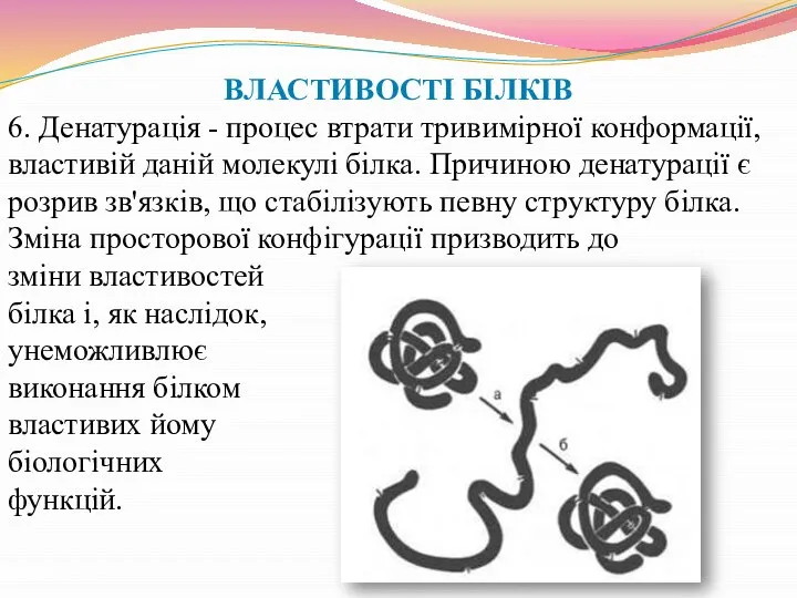 ВЛАСТИВОСТІ БІЛКІВ 6. Денатурація - процес втрати тривимірної конформації, властивій даній