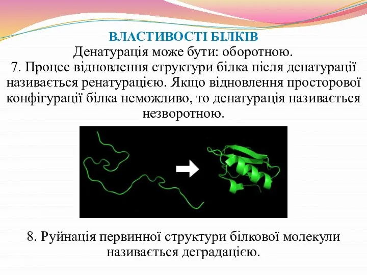 ВЛАСТИВОСТІ БІЛКІВ Денатурація може бути: оборотною. 7. Процес відновлення структури білка