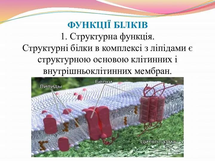 ФУНКЦІЇ БІЛКІВ 1. Структурна функція. Структурні білки в комплексі з ліпідами