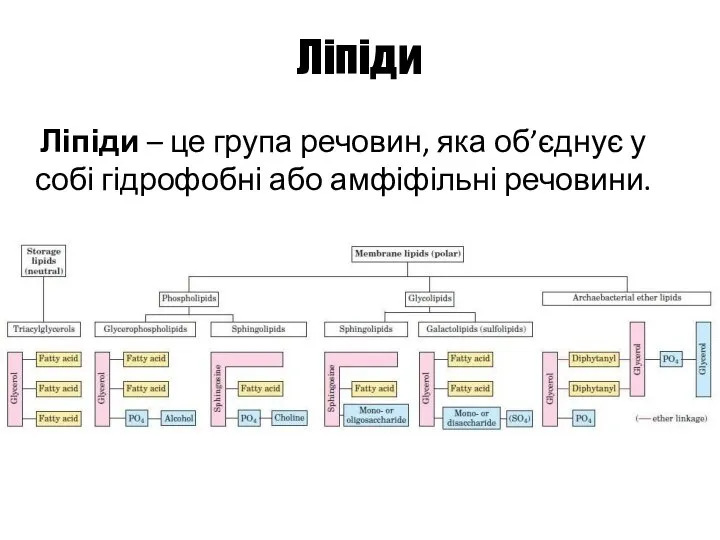 Ліпіди Ліпіди – це група речовин, яка об’єднує у собі гідрофобні або амфіфільні речовини.