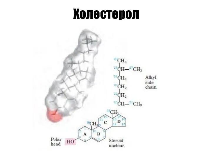 Холестерол