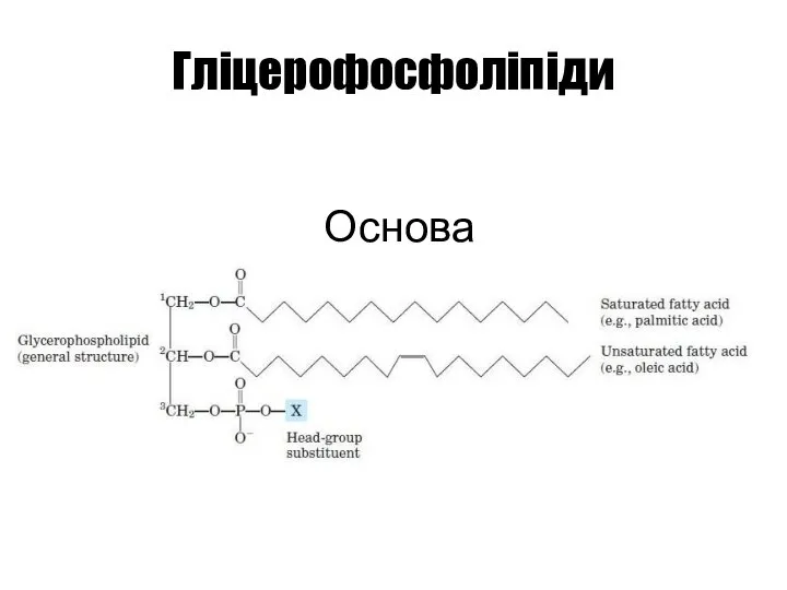 Гліцерофосфоліпіди Основа