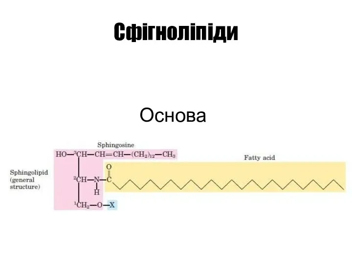 Сфігноліпіди Основа