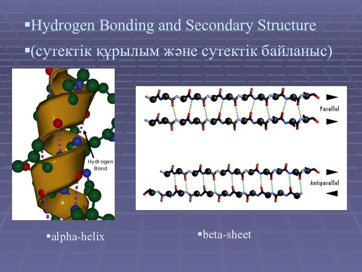 Hydrogen Bonding аnd Secondary Structure (сутектік құрылым және сутектік байланыс) alpha-helix beta-sheet