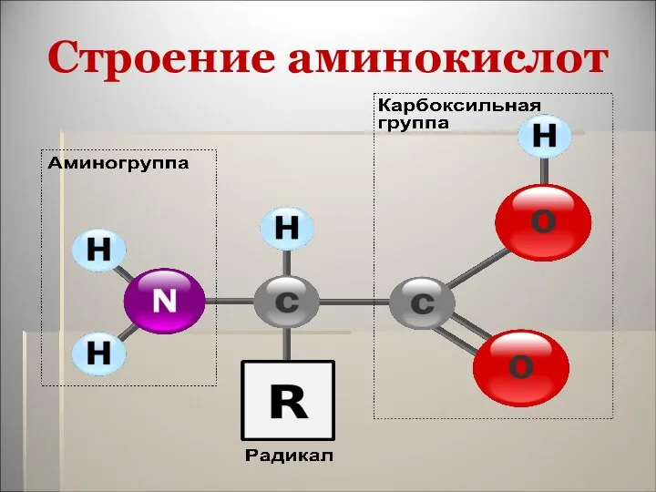 Строение аминокислот