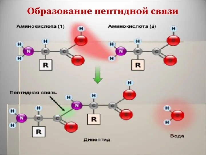 Образование пептидной связи