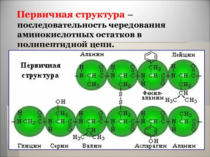 Первичная структура – последовательность чередования аминокислотных остатков в полипептидной цепи.