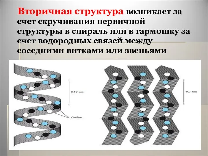 Вторичная структура возникает за счет скручивания первичной структуры в спираль или