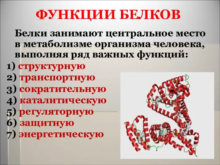 ФУНКЦИИ БЕЛКОВ Белки занимают центральное место в метаболизме организма человека, выполняя