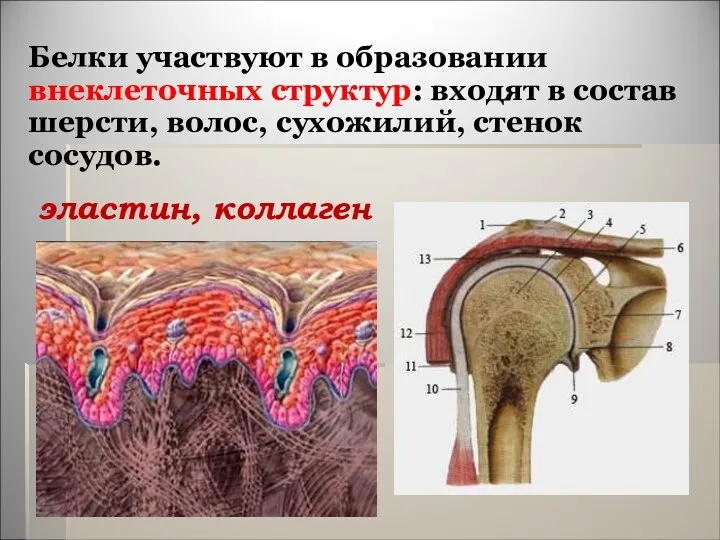 Белки участвуют в образовании внеклеточных структур: входят в состав шерсти, волос, сухожилий, стенок сосудов. эластин, коллаген