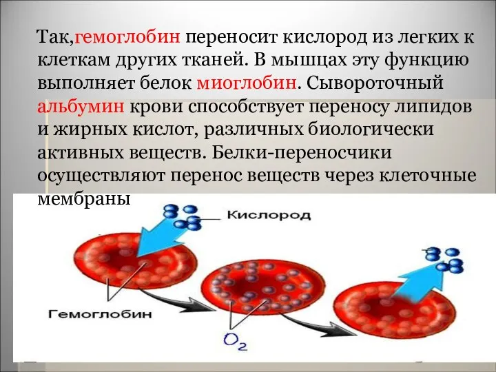 Так,гемоглобин переносит кислород из легких к клеткам других тканей. В мышцах