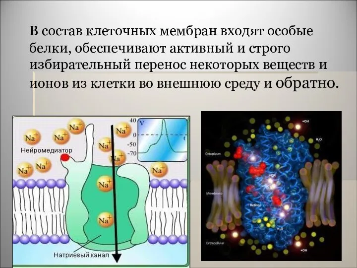 В состав клеточных мембран входят особые белки, обеспечивают активный и строго