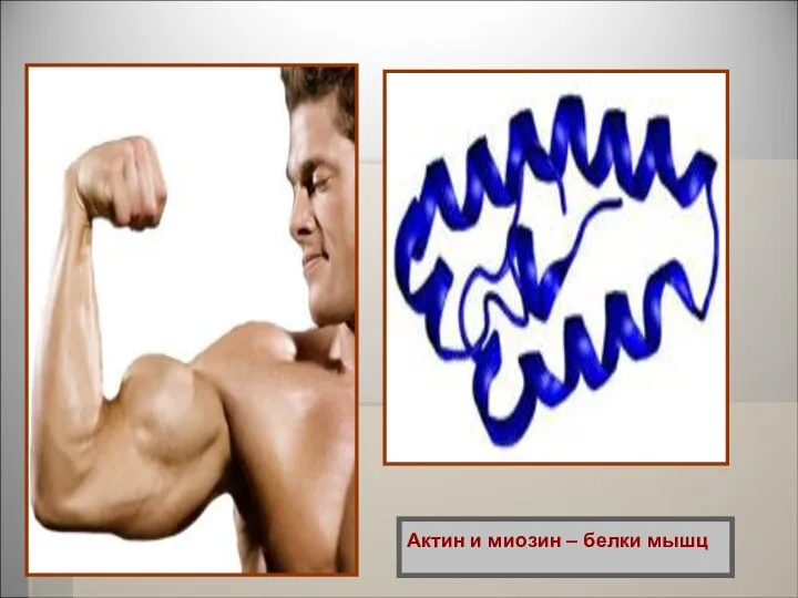 Актин и миозин – белки мышц