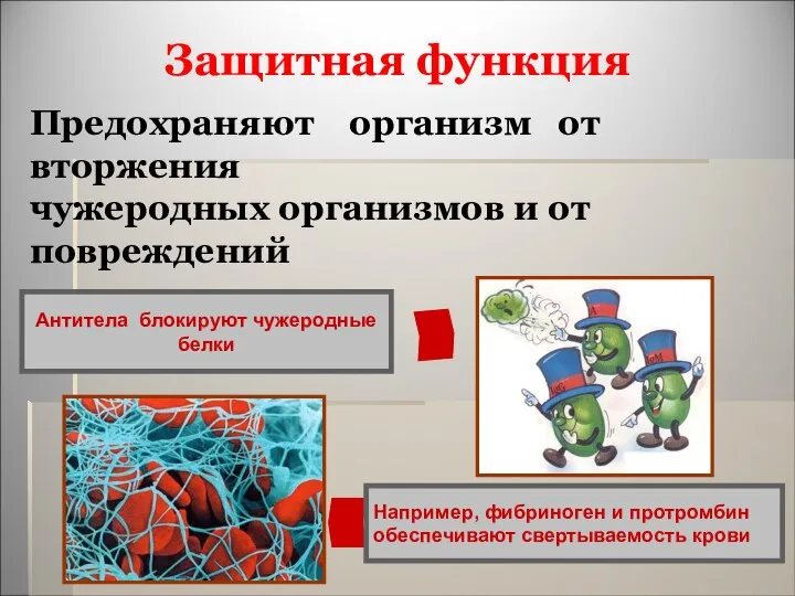 Защитная функция Например, фибриноген и протромбин обеспечивают свертываемость крови Антитела блокируют