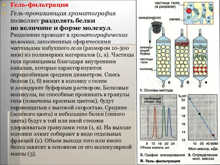 Гель-фильтрация Гель-проникающая хроматография позволяет разделять белки по величине и форме молекул.