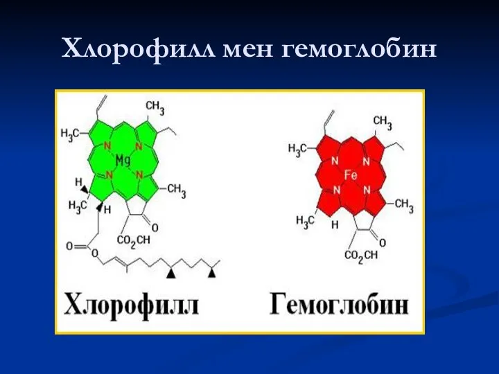 Хлорофилл мен гемоглобин