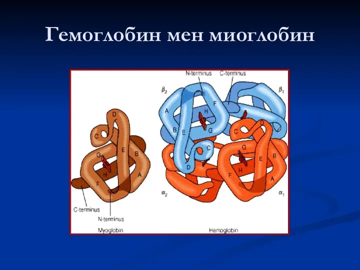 Гемоглобин мен миоглобин