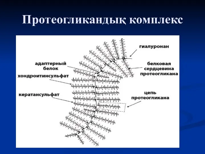 Протеогликандық комплекс