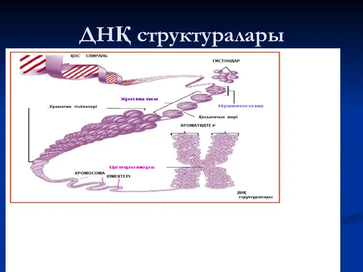 ДНҚ структуралары