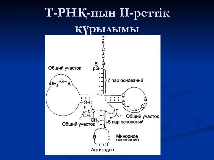 Т-РНҚ-ның ІІ-реттік құрылымы