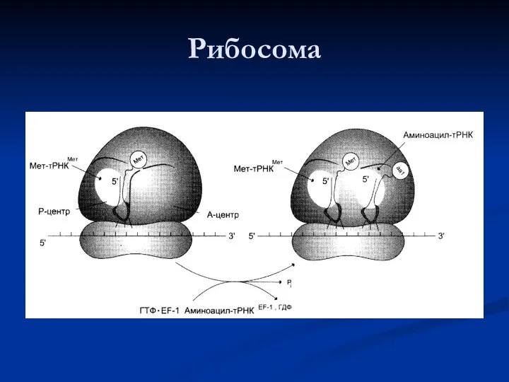 Рибосома