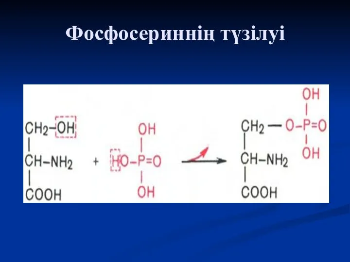 Фосфосериннің түзілуі