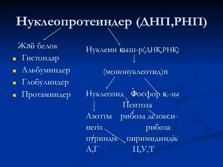 Нуклеопротеиндер (ДНП,РНП) Жәй белок Гистондар Альбуминдер Глобулиндер Протаминдер Нуклеин қыш-р(ДНҚ,РНҚ) (мононуклеотид)n