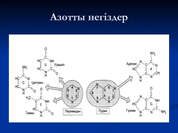 Азотты негіздер