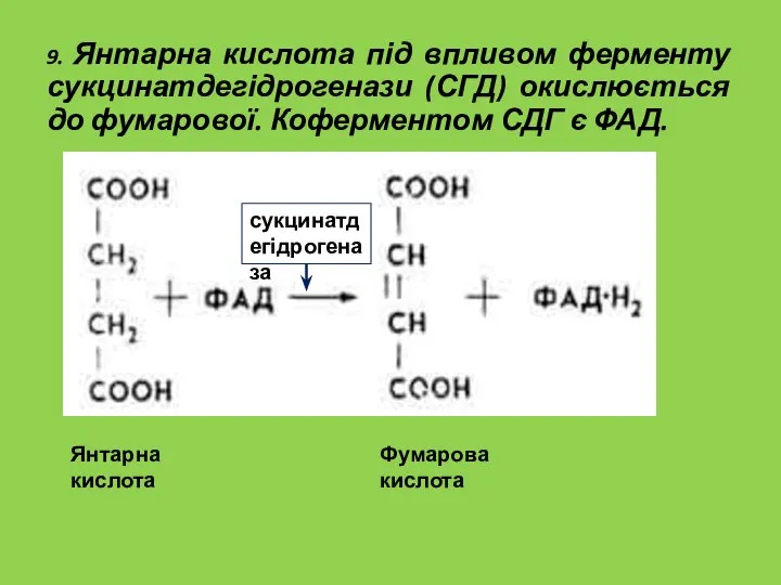 9. Янтарна кислота під впливом ферменту сукцинатдегідрогенази (СГД) окислюється до фумарової.