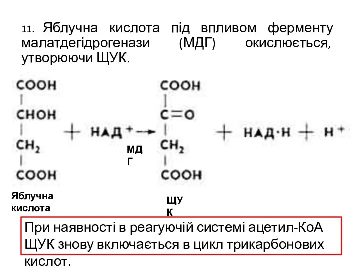 11. Яблучна кислота під впливом ферменту малатдегідрогенази (МДГ) окислюється, утворюючи ЩУК.