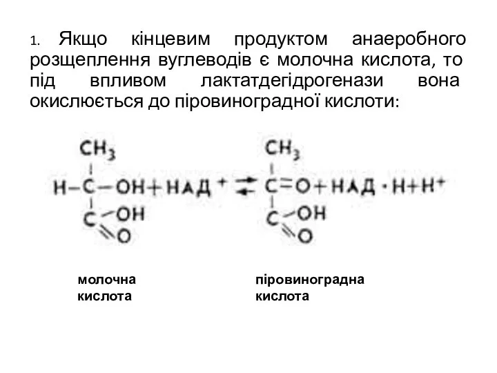 1. Якщо кінцевим продуктом анаеробного розщеплення вуглеводів є молочна кислота, то