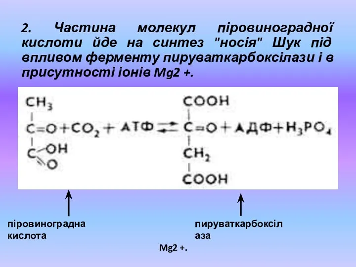2. Частина молекул піровиноградної кислоти йде на синтез "носія" Шук під