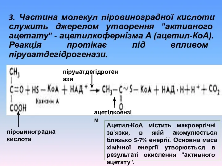 3. Частина молекул піровиноградної кислоти служить джерелом утворення "активного ацетату" -