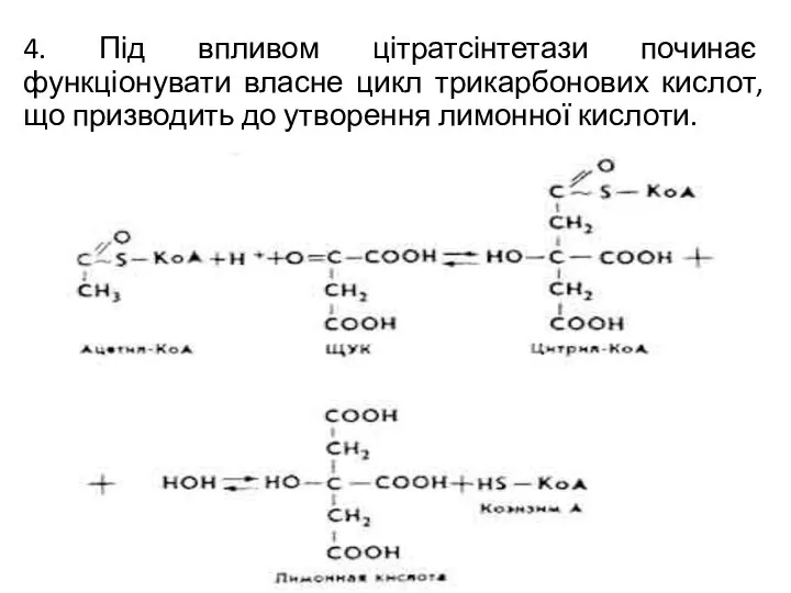 4. Під впливом цітратсінтетази починає функціонувати власне цикл трикарбонових кислот, що призводить до утворення лимонної кислоти.