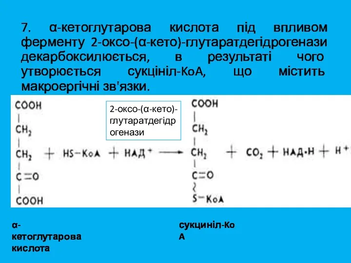 7. α-кетоглутарова кислота під впливом ферменту 2-оксо-(α-кето)-глутаратдегідрогенази декарбоксилюється, в результаті чого