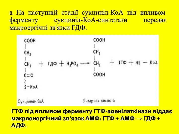 8. На наступній стадії сукциніл-КоА під впливом ферменту сукциніл-КоА-синтетази передає макроергічні